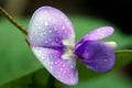 Macro photography of Long beansÃ¢â¬â¢ flower with rain drops